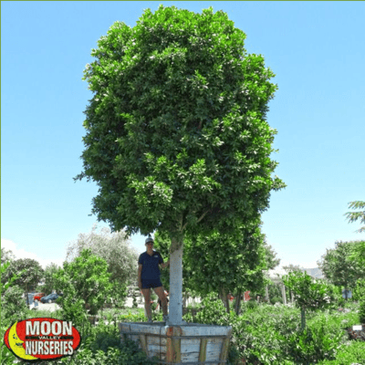How to Save the Planet with Trees